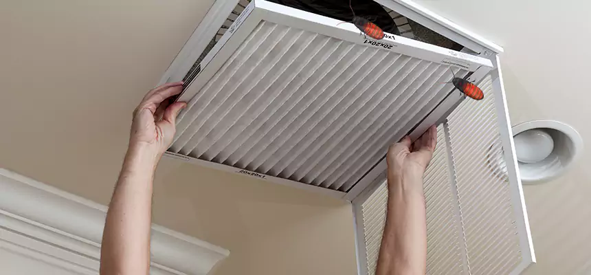 Our Insect Removal from Air Ducts Services in Forest Lake, MN